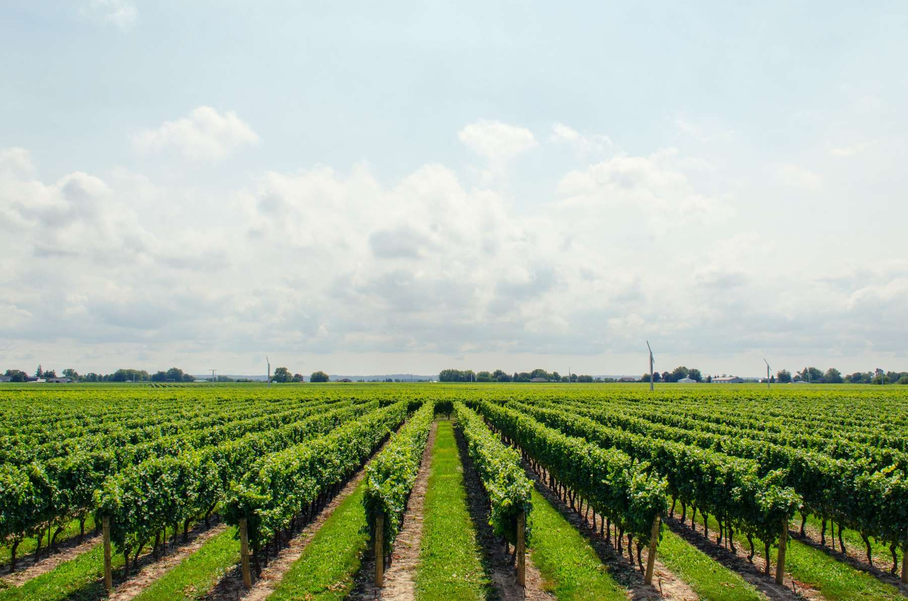 Loire, Gunther-chereau, Chateau Du Coing De Saint Fiacre, Aoc Muscadet Sèvre Et Maine, Blanc Wines