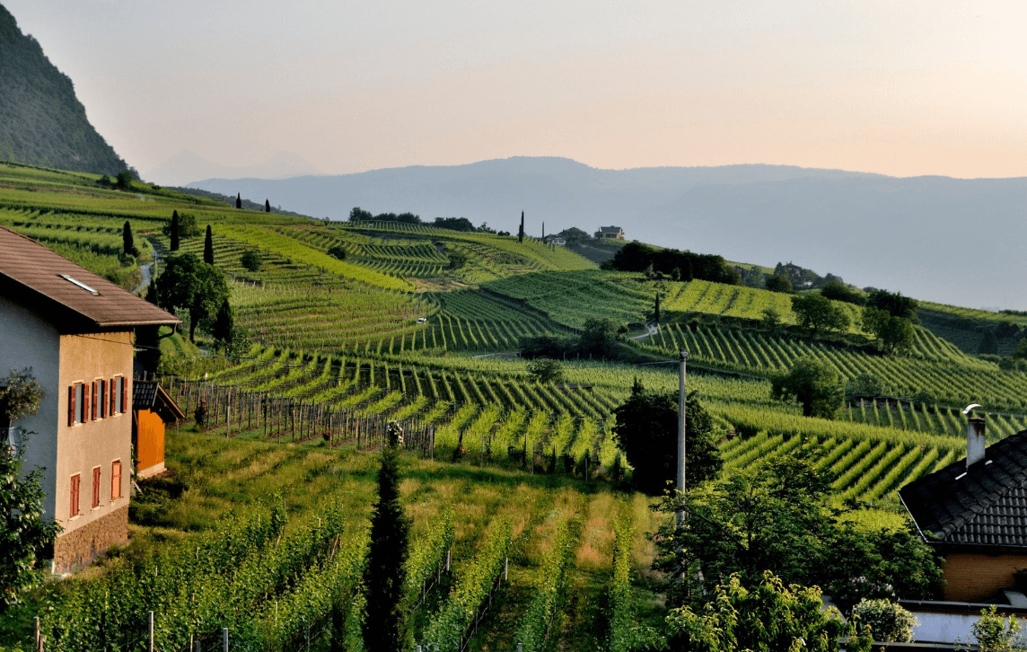 Masut Da Rive, Doc Isonzo, Sauvignon, White Wines