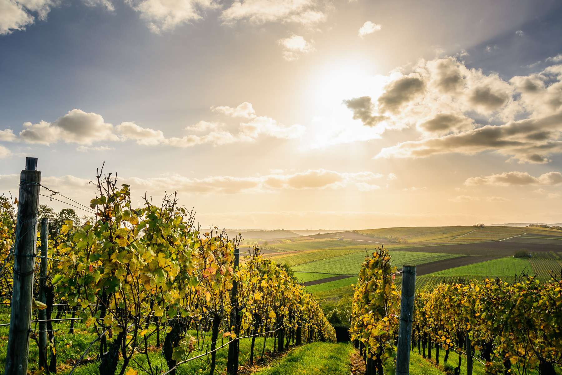 Southern Rhône, Domaine des Escaravailles, Tradition, AOC Rasteau, Rouge Wines