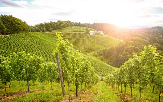 Loire, Domaine la Paleine, Crémant de Loire, AOC Crémant de Loire, Effervescent Brut Wines