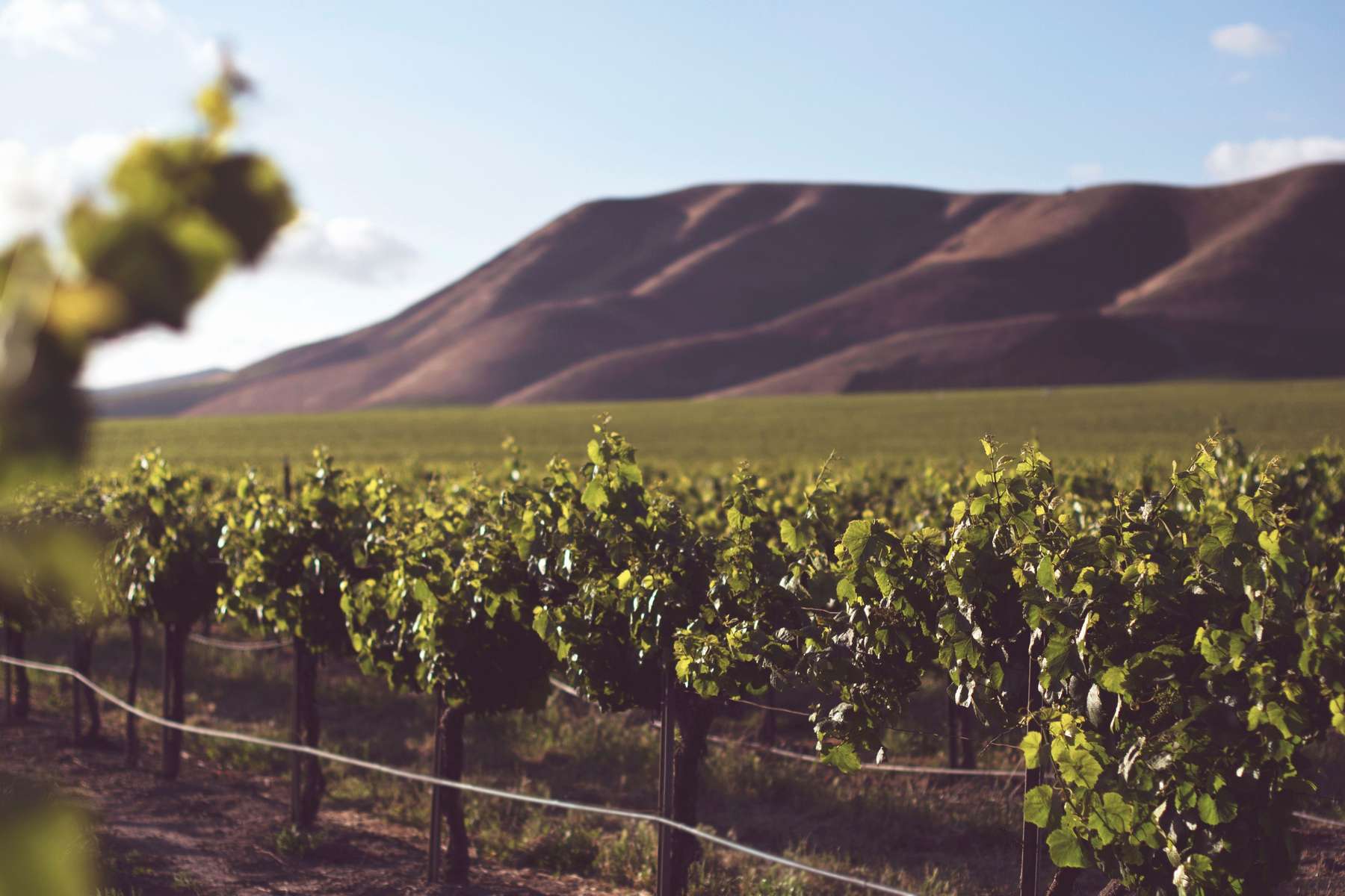 Xavier Vignon, Xavier, AOP Ventoux, Red Wines