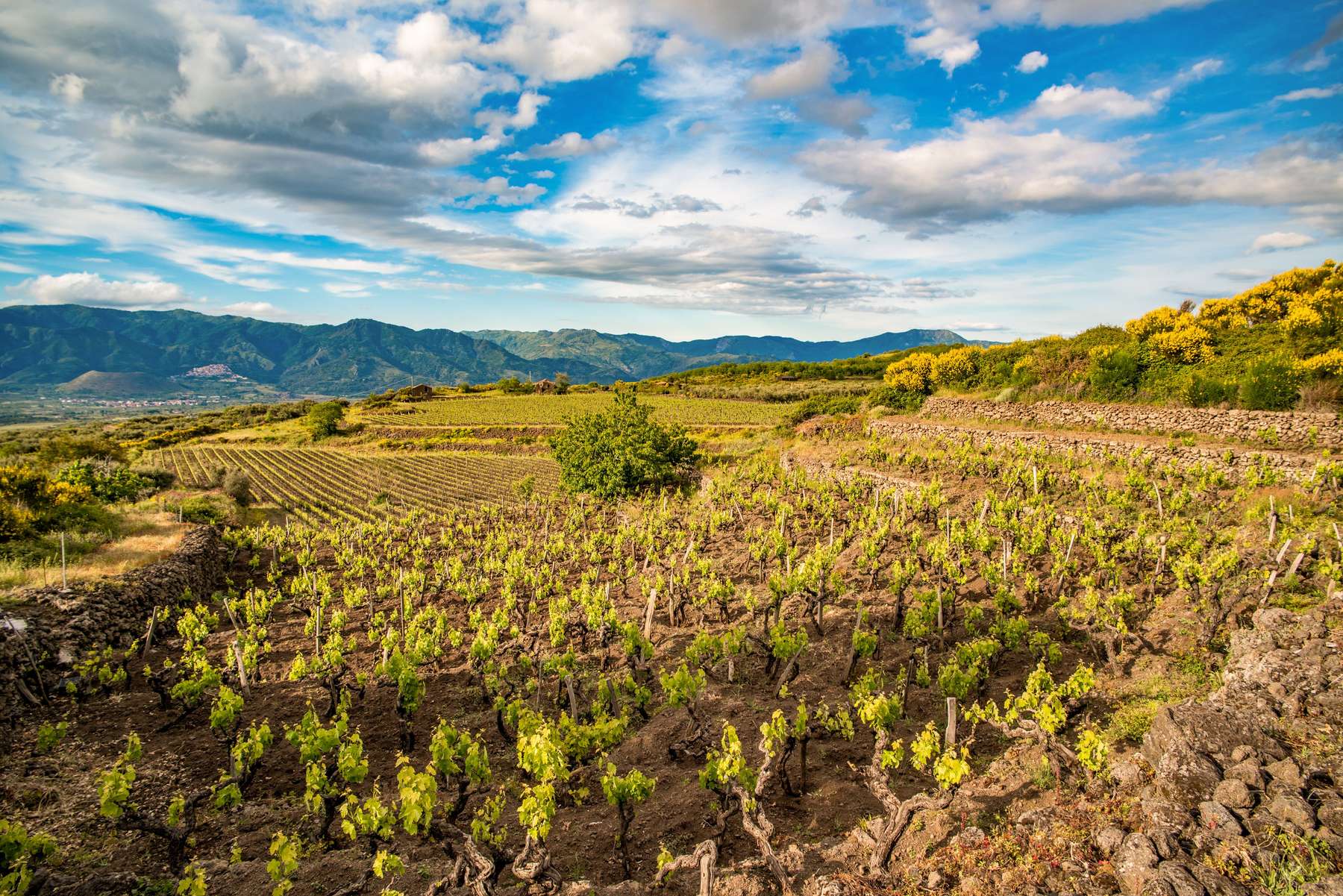 Domaine Barge, Clos de la Ribaudy, AOP Saint-Joseph, Red Wines