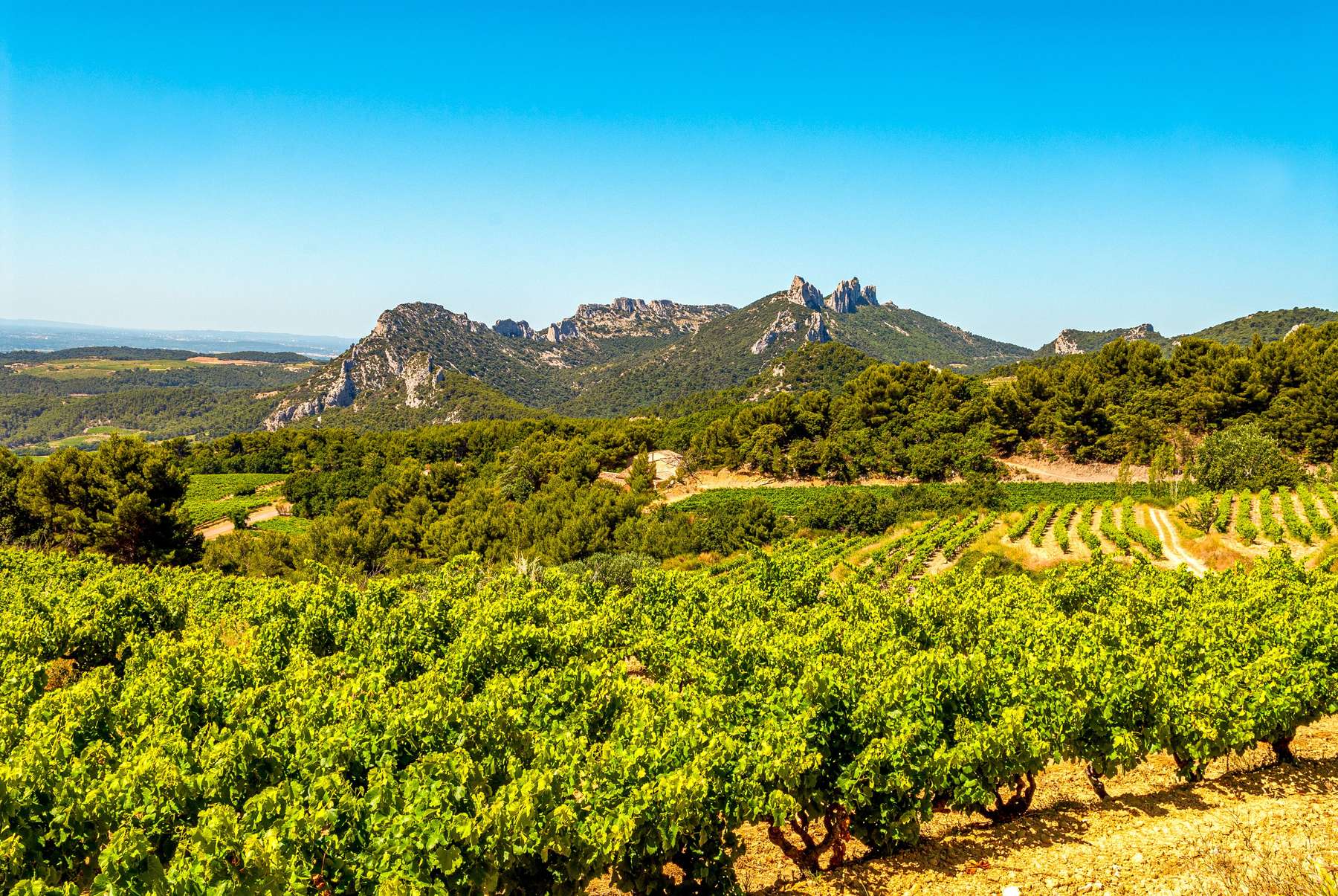 Domaine Magellan, Pézenas, AOP Languedoc, Rouge Wines